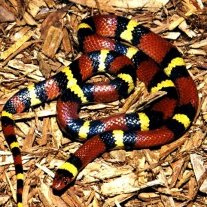 Scarlet Kingsnake