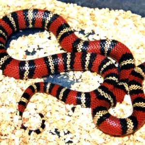 L.t.abnorma (with possible polyzona influence)