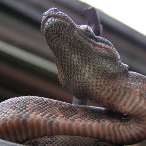 Fire Dragon