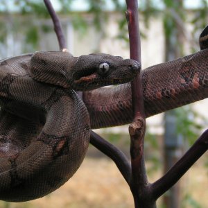 Roatán Firebelly M F3