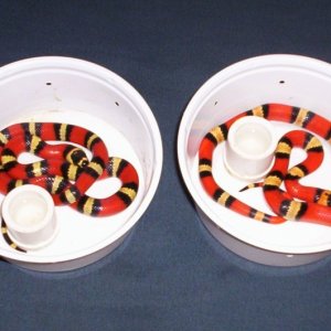 tri-color Hondurans