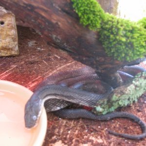 Ash in full shed drinking