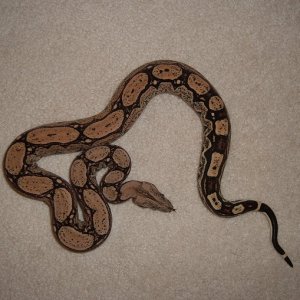 Arabesque female