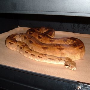 Orangasm Triple het female