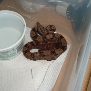 Pure CA 100% Blood female