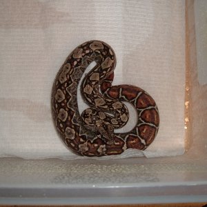 Pure Sonoran 100% het Leopard