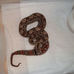 Pure Sonoran 100% het Leopard