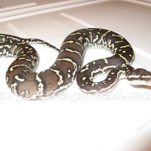 Angolan Python