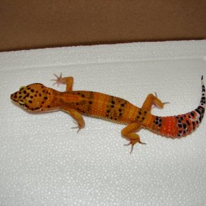 Tangerines_005