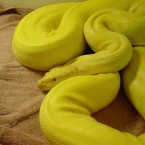 Albino Green Burm