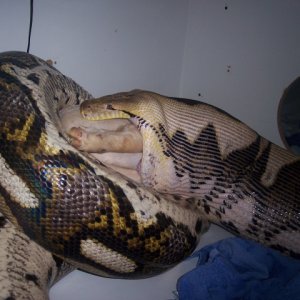Valentine Feeding