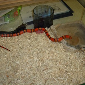 Hypo Tangarine Honduran (female)