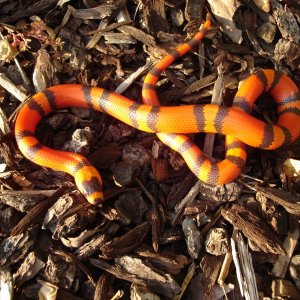 Hypo Tangerine Honduran Milk Snake (female)