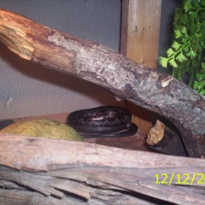 Eastern Black Rat Juv.
