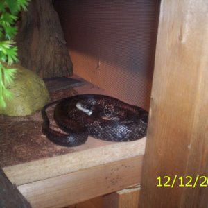 Eastern Black Rat Juv.