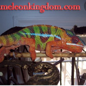 King Tut