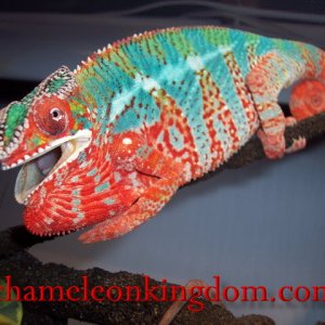 Sir Lancelot