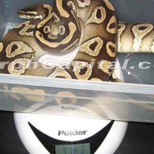 Mojave_1