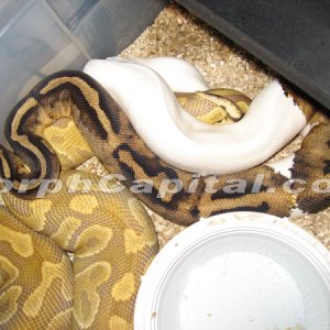 Caramel_Pied_1