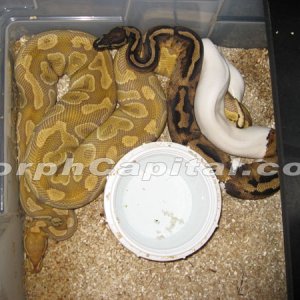 Caramel_Pied_2