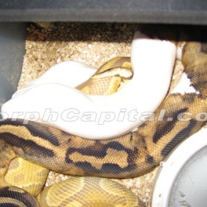 Caramel_Pied_3