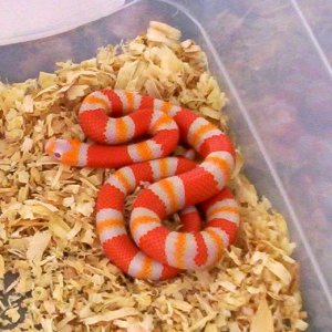 ALBINO "TANGERINE" HONDURAN