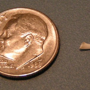 Aurora's bottom tooth