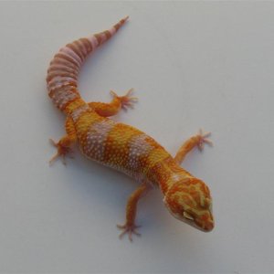 166F_Small_