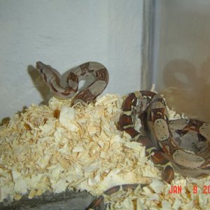 sammi