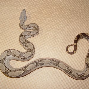 What is it?