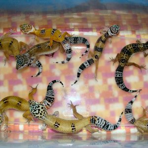 Gecko babies so far !