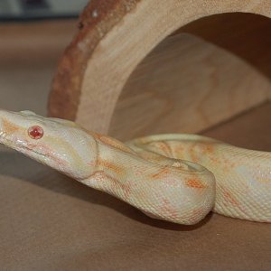 Feeding time Belenus
