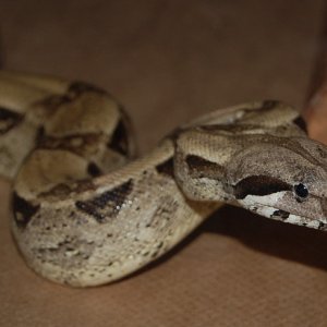 Feeding time Moretemus1
