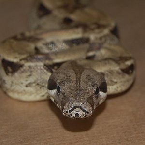 feeding time mortemus 2
