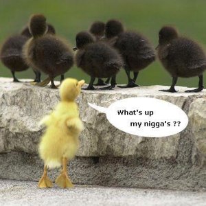 Nigga_CHICKS