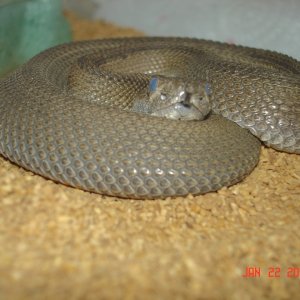patternless atrox