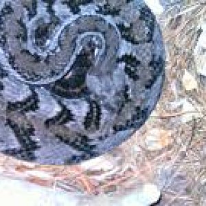 anerythristic canebrake