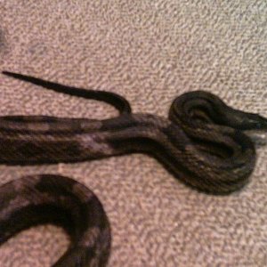 wild caught piebald ratsnake