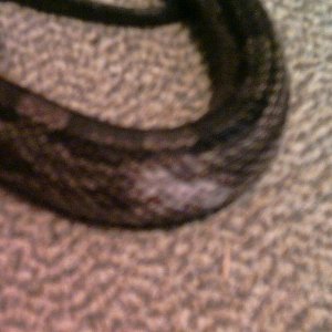 another view of piebald ratsnake
