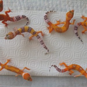 my babies i breed then sold