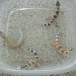 my babies i breed then sold