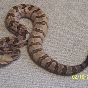canebrake