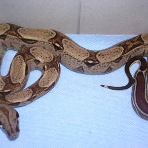 06100% Het Albino/Stripe Male