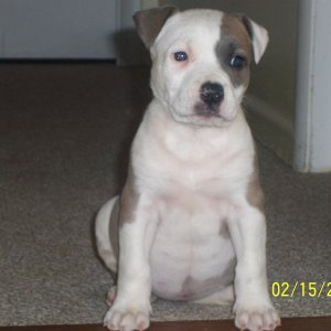 fawn/blue pit pup
