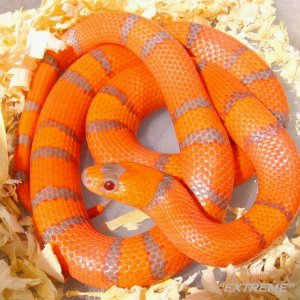 "extreme" hypo Honduran