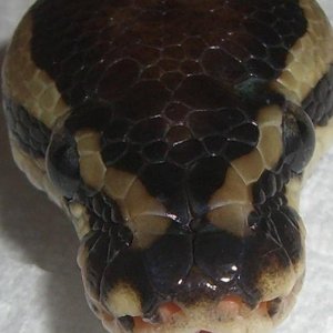 Close-Up of My Ball Python