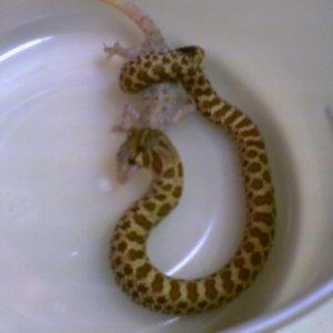 Athena and Gecko
