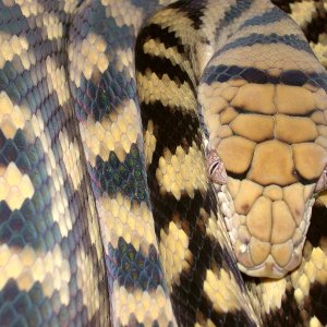 Barneck Scrub Python