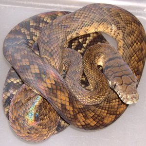 Wamena Scrub Python
