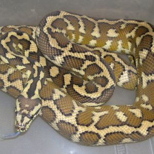 West Papuan Carpet Python